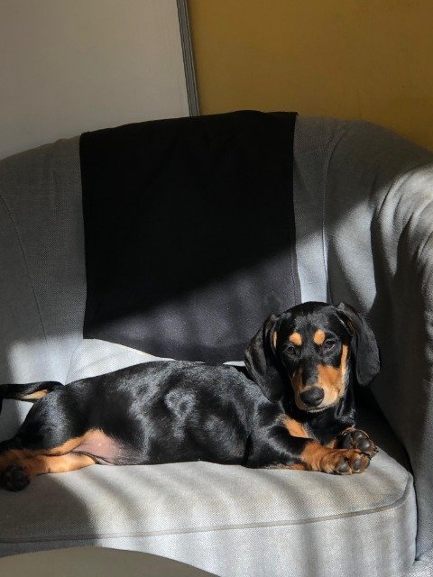 Vito - dog lost, Madrid
