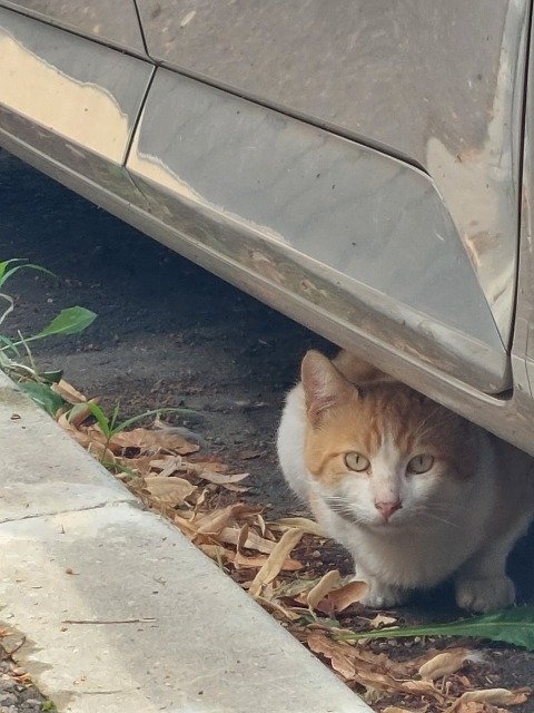 Sowa - cat found, Kraków