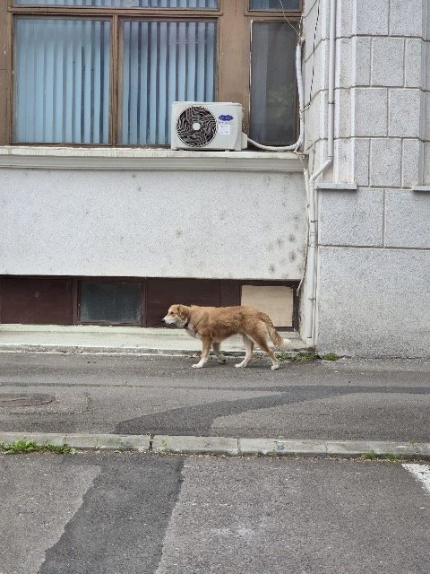 Pippo - TROVATO, cane · Golden Retriever · Roma, Italia 4