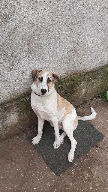 Nero - Hund vermisst, Duisburg