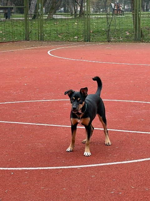 Balu - dog