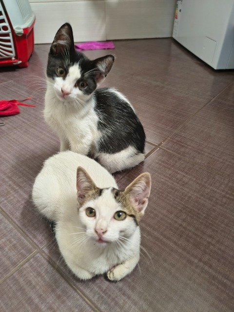 Fendi - ENCONTRADO, gato · bicolor · Corroios, Portugal 4
