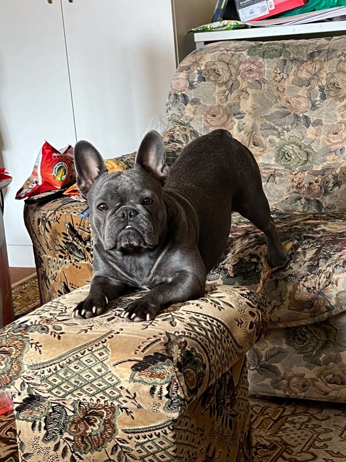 Stella