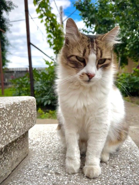 Ébène - Perdu, chat · de gouttière · Paris, France 3
