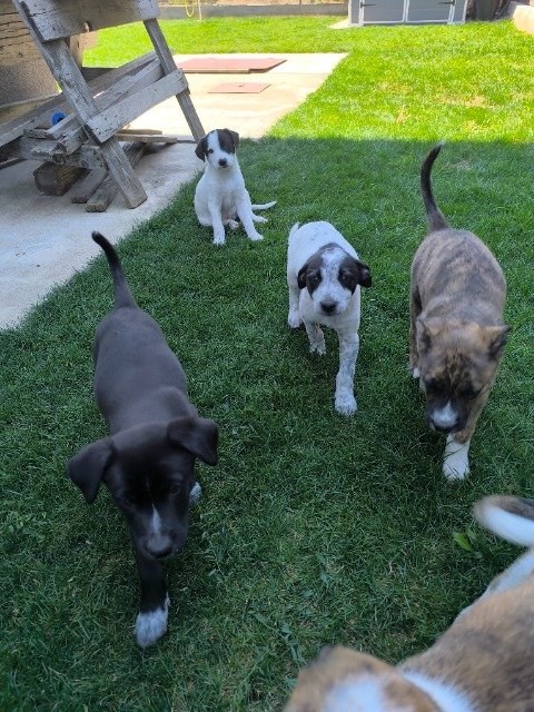 Zulu - dog