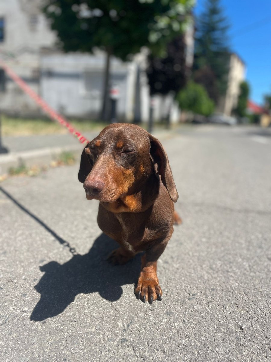 Balu - dog found, Rīga