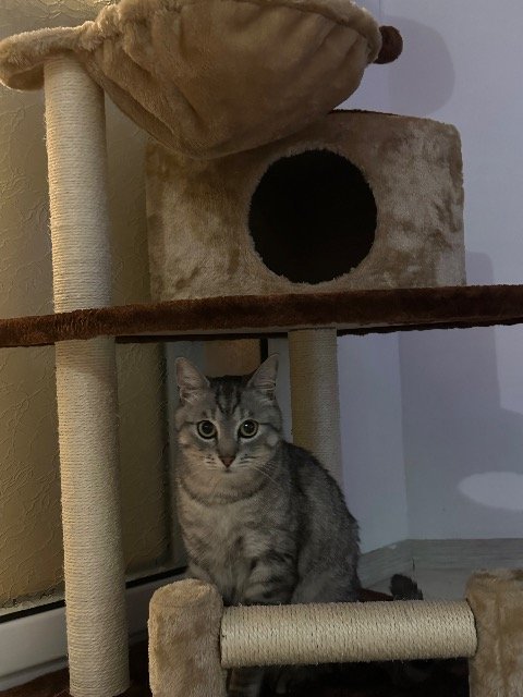 Saphir - Perdu, chat · croisé · Antwerpen, Belgique 3