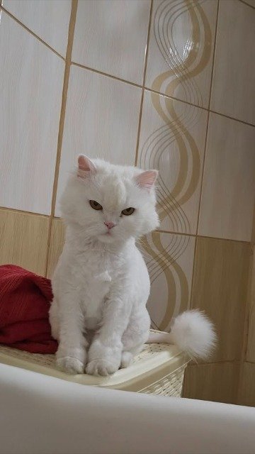 Grisou - kat vermist, Brugge
