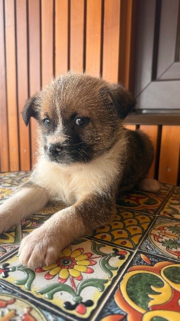 Lolo - ENCONTRADO, perro · mestizo · Zaragoza, España 3