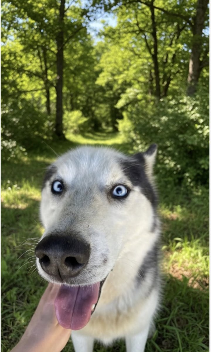 Toro - TROVATO, cane · Husky siberiano · Bologna, Italia 4