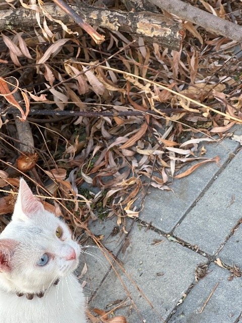 Poldi - Katze gefunden, Frankfurt am Main