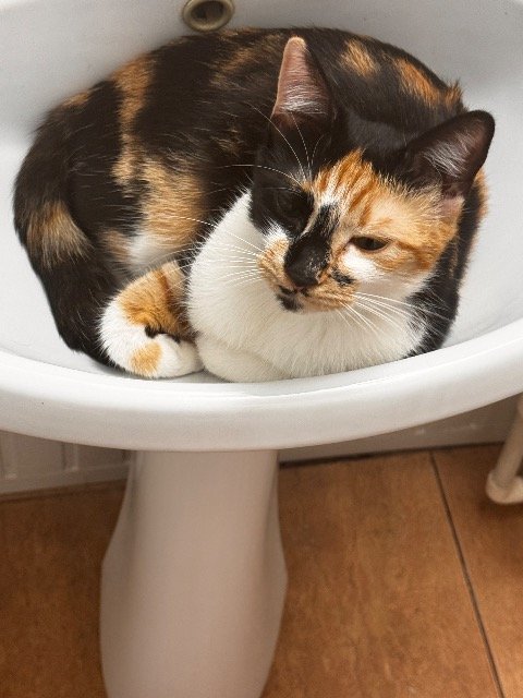 Findus - ENTLAUFEN, Katze · Europäische Kurzhaar · Innsbruck, Österreich 3