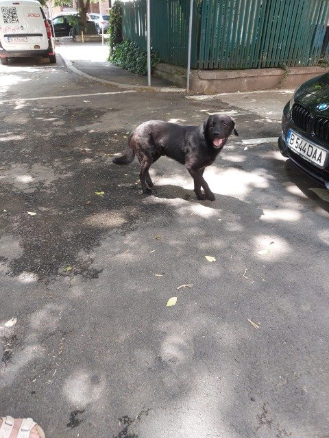 Azor - dog found, Bologna
