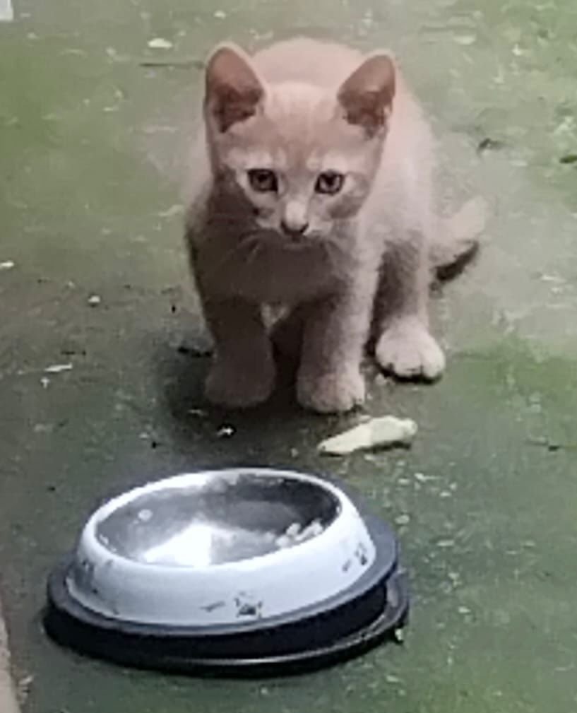 Sneg - cat found, Celje