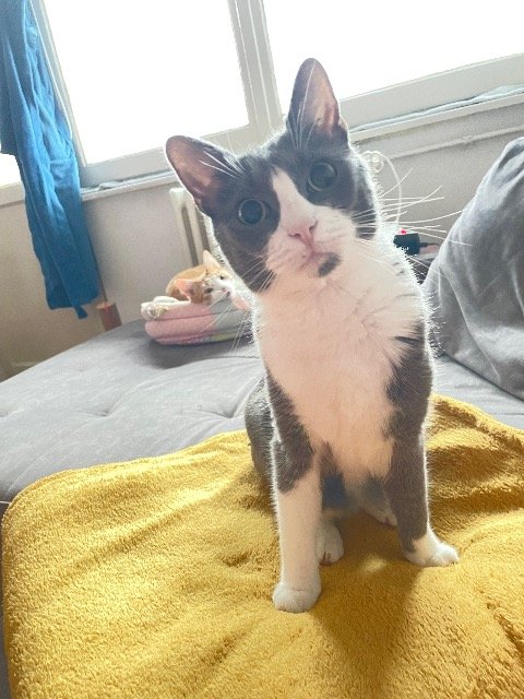 Nala