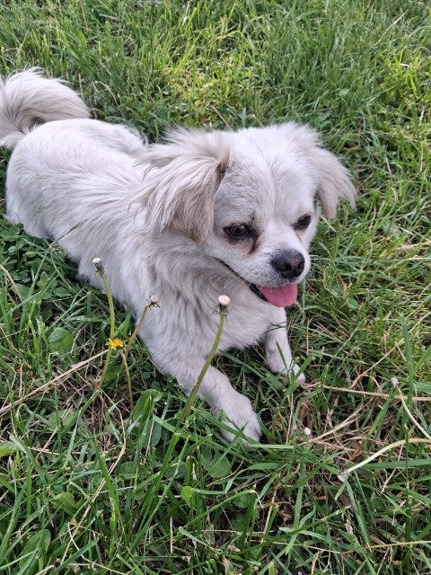Bink - chien perdus, Seraing