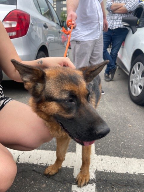 Sammy - ENTLAUFEN, Hund · Deutscher Schäferhund · Düsseldorf, Deutschland 3
