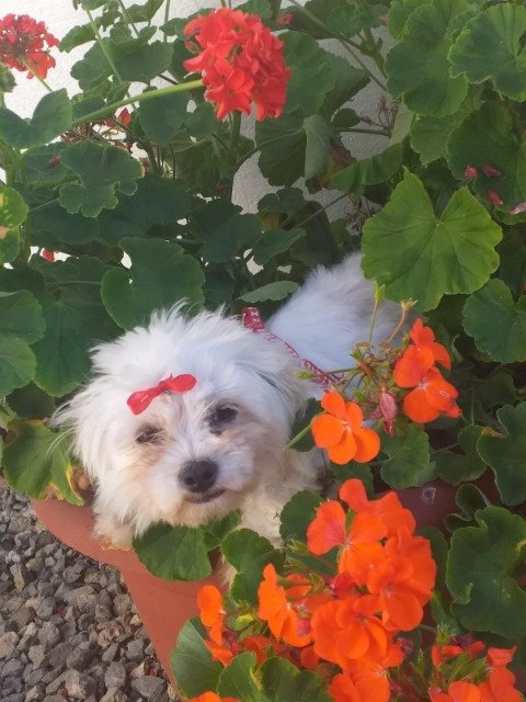 Filou - Perdu, chien · Bichon · Villeurbanne, France 3