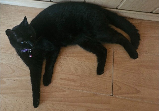 Pucky - ENTLAUFEN, Katze · Europäisch Kurzhaar · Stuttgart, Deutschland 3