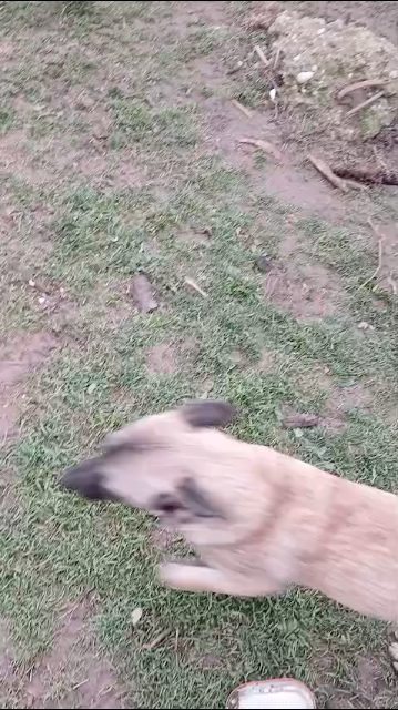 Maszat - dog lost, Újpest