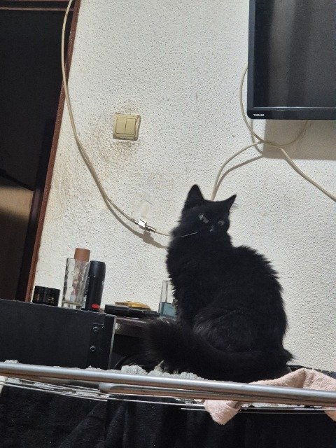 Momo - ENTLAUFEN, Katze · Europäisch Kurzhaar · Münster, Deutschland 3