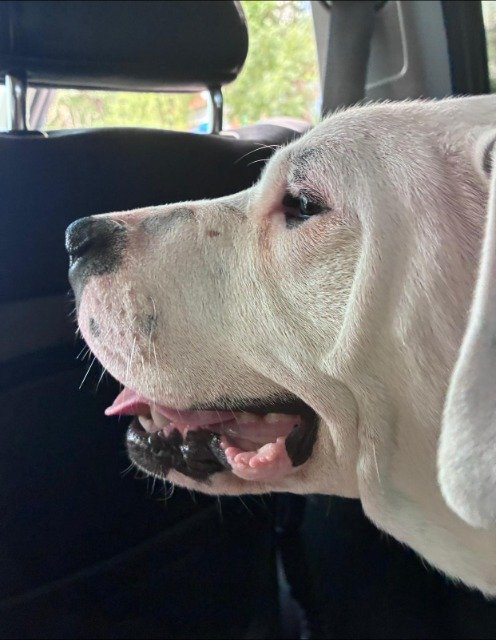 Rufi - dog found, Pécs