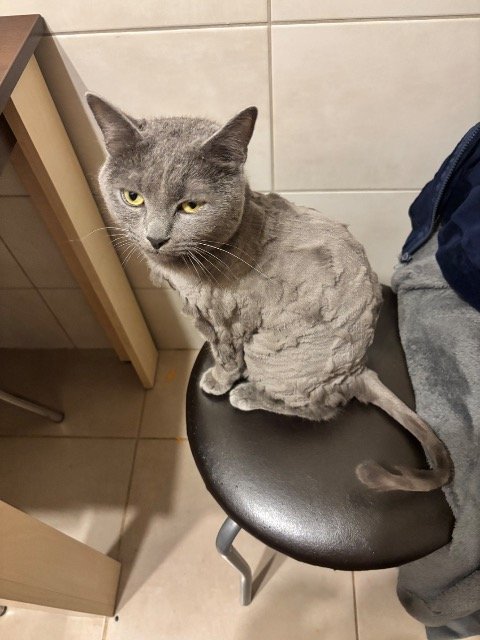 Tiffy - Katze vermisst, Köln