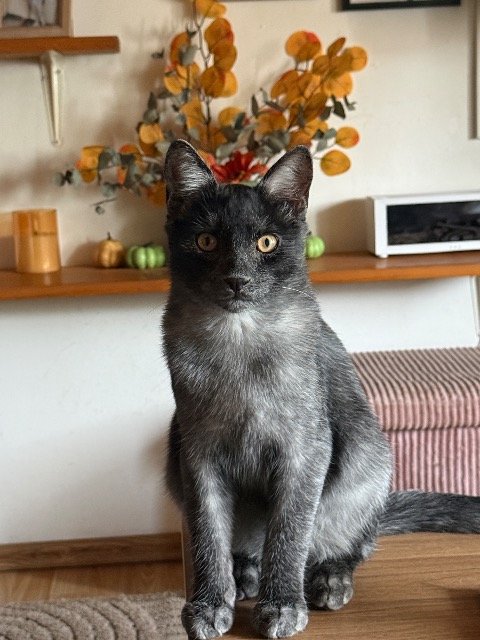 Miffy - Katze vermisst, München