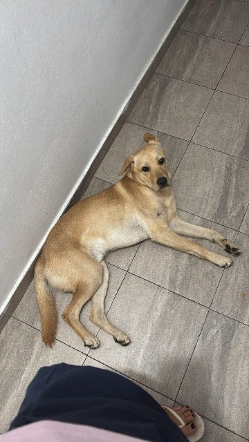 Pumba - dog found, Köln