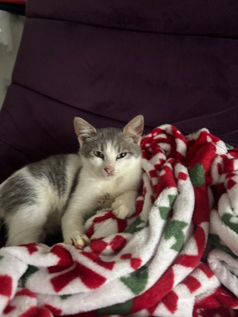 Rudy - cat found, Katowice
