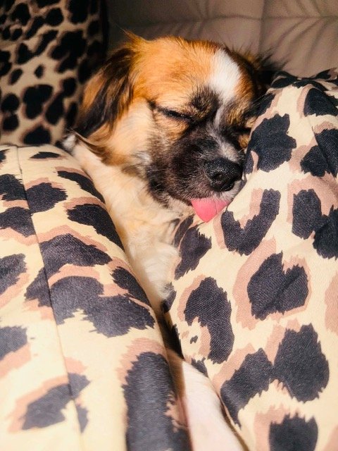 Kajtek - dog lost, Radom