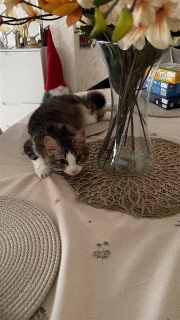Whisker - ENTLAUFEN, Katze · Gemeinschaftskatze · Bregenz, Österreich 3