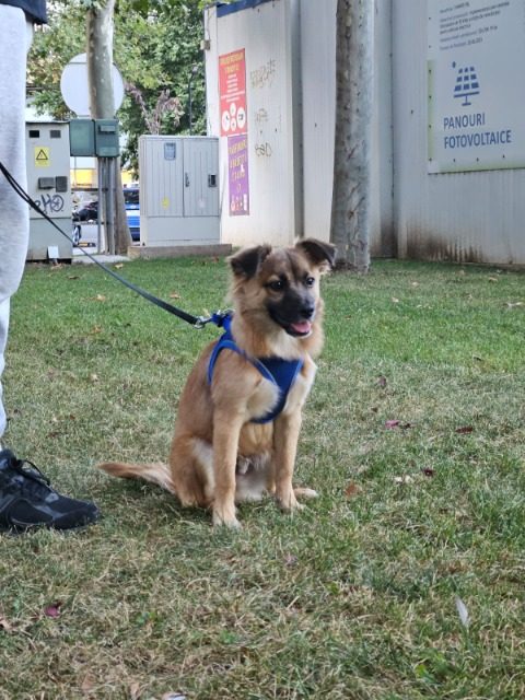 Max - perro encontrado, Bilbao