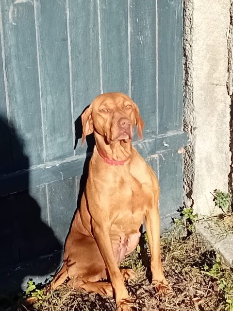 Bella - Hund