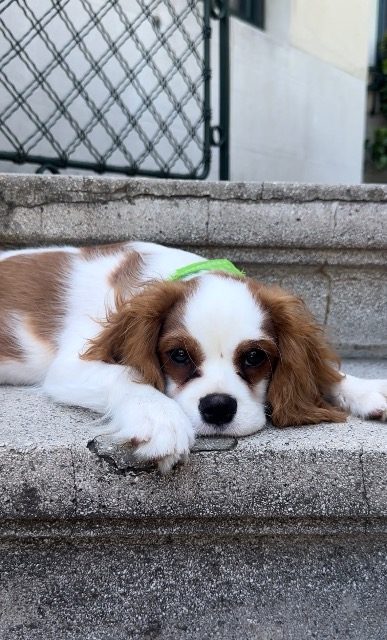 Bodri - dog lost, Szeged