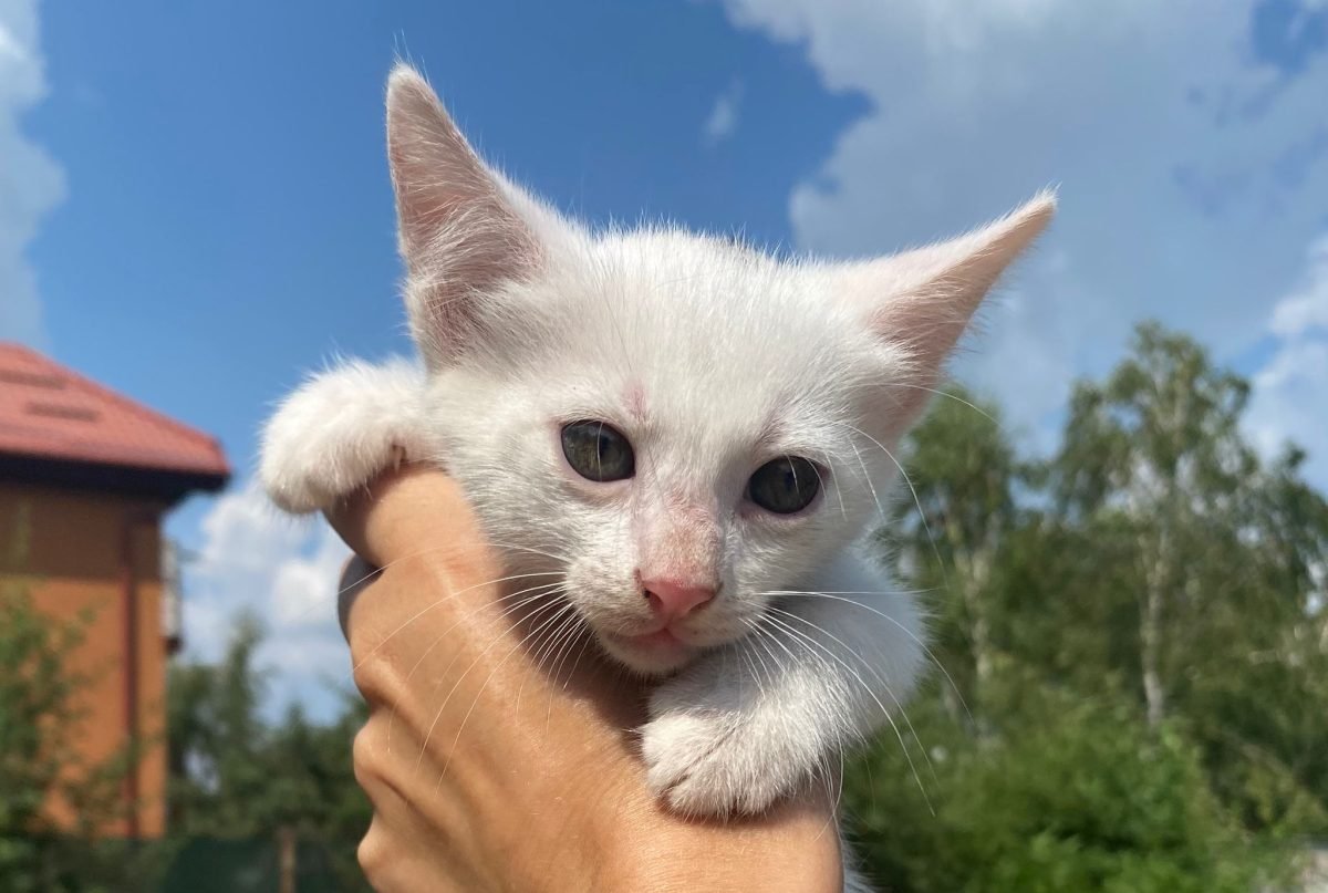 Nella - cat found, Rīga