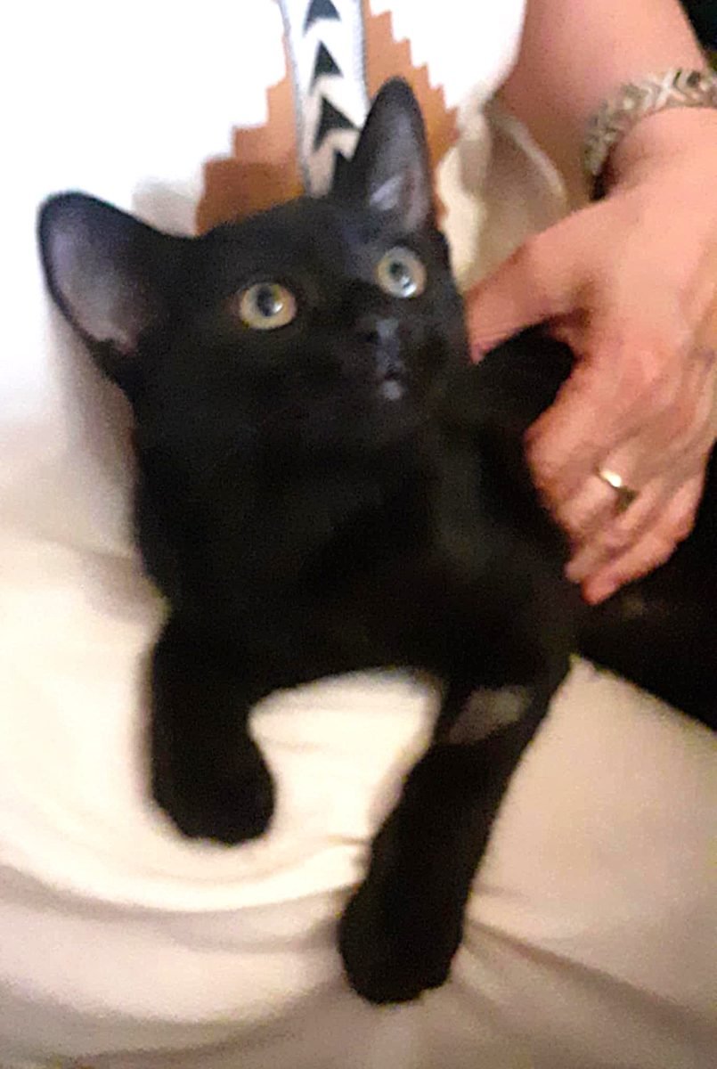 Minnie - cat found, Łódź