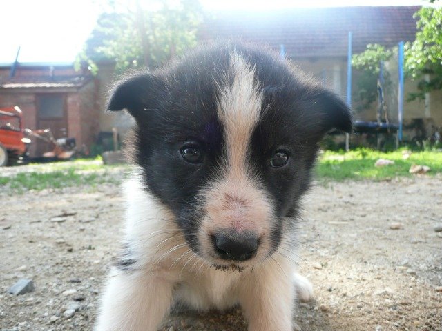 Hugo - Adopcijai, suns · jauktas šķirnes (border collie/husky mestiss) · Rīga, Latvija 3