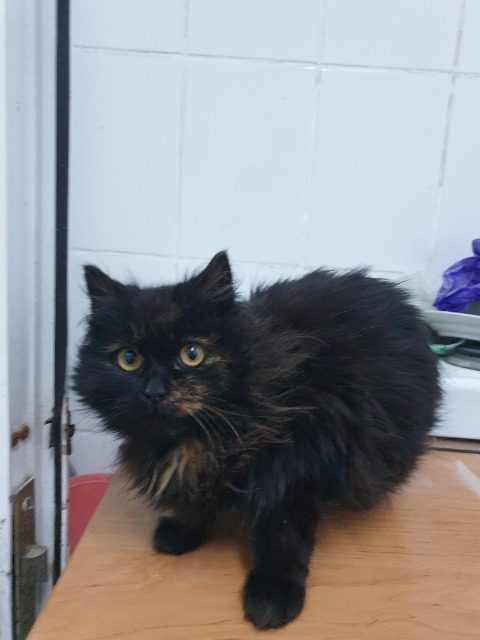 Puszi - cat found, Budapest II. kerület