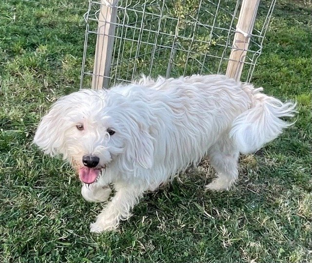 Balthazar - À adopter, chien · croisée · Dijon, France 4
