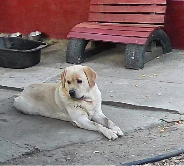 Laci - ELVESZETT, kutya · labrador retriever · Salgótarján, Magyarország 3