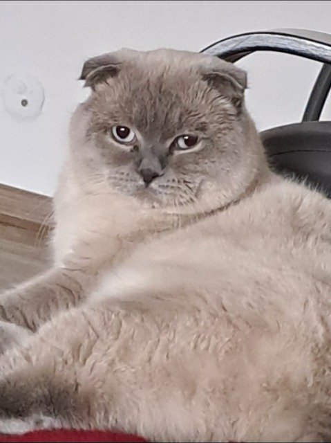 Dyzio - cat