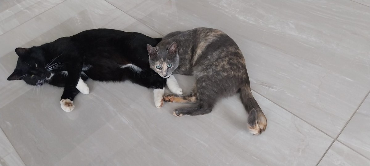 Salem - DESAPARECIDO, gato · tortie point · Barreiro, Portugal 4