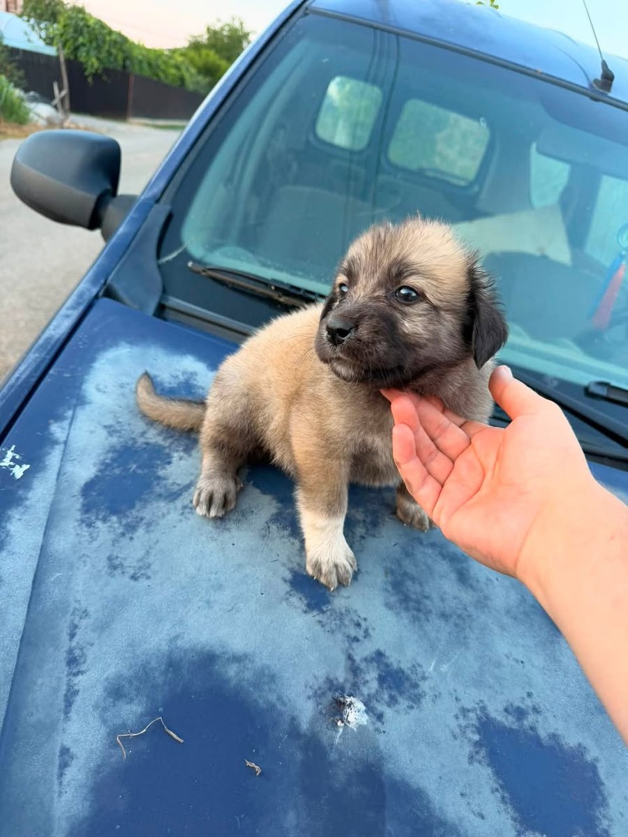 Pluto - IN ADOZIONE, cane · meticcio (possibile incrocio labrador-pastore) · Messina, Italia 3