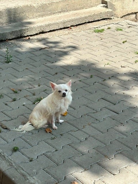 Princesa - perro perdido, A Coruña