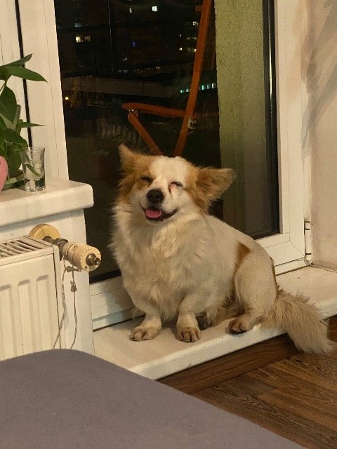 Guapo - perro encontrado, Valladolid