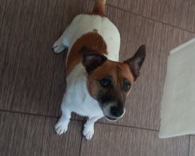 Csobán - dog lost, Pécs