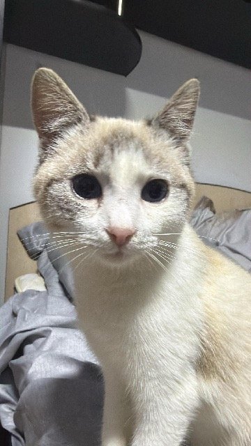 Buttons - Katze vermisst, Bremen