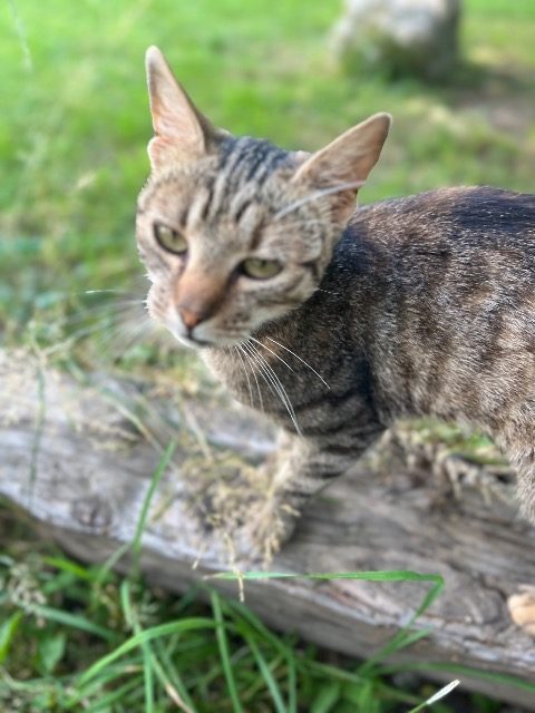 Mia - Katze gefunden, Klagenfurt am Wörthersee