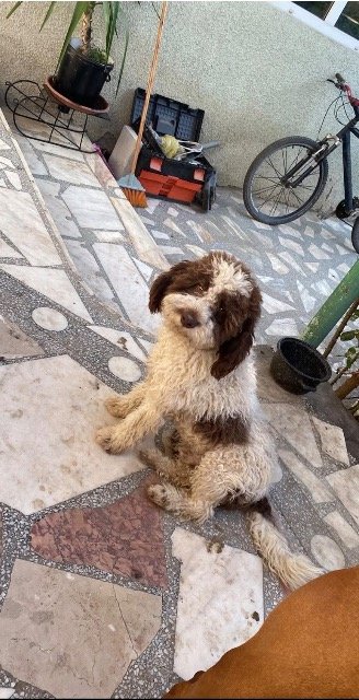 Apollo - cane smarrito, Reggio Calabria